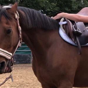 Timo Ameruoso Coaching Einzel Abwehrmuster bei Pferden erkennen