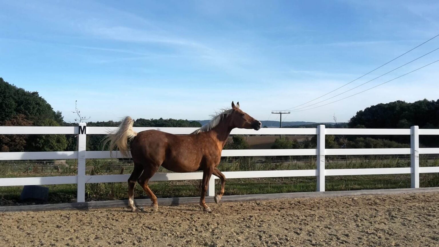 Timo Ameruoso Pferd Bella