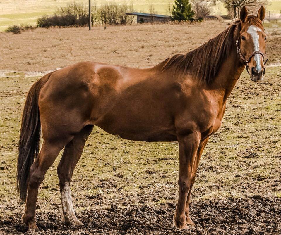 Timo Ameruoso Pferd Fly