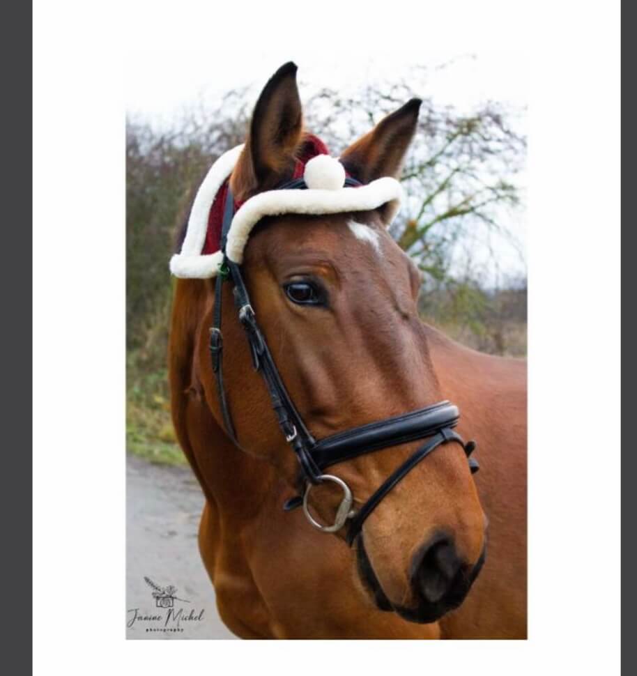 Timo Ameruoso Pferd Janine Mika