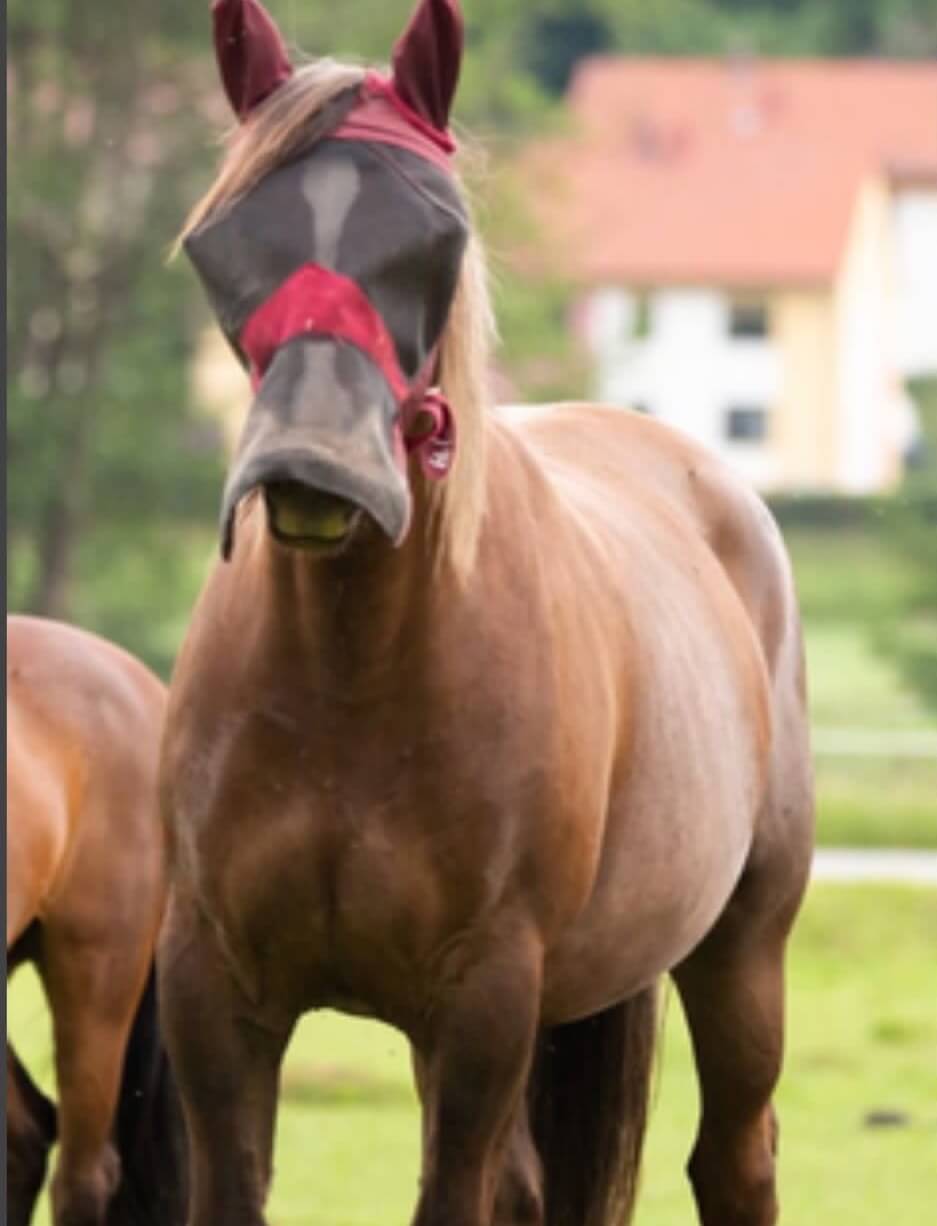 Timo Ameruoso Pferd Katrin Samira