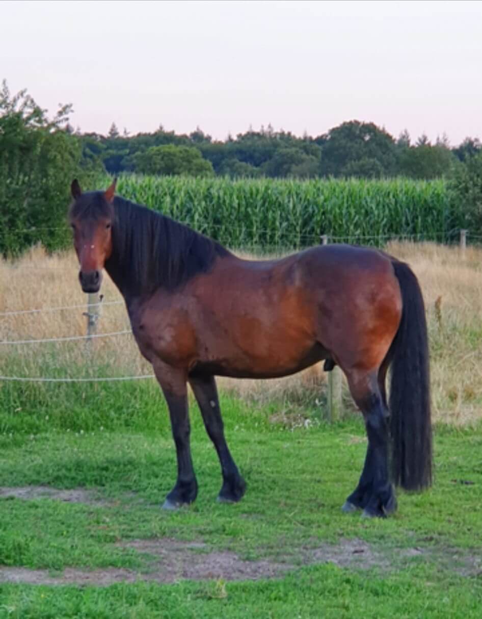 Timo Ameruoso Pferd Regina Zodiac