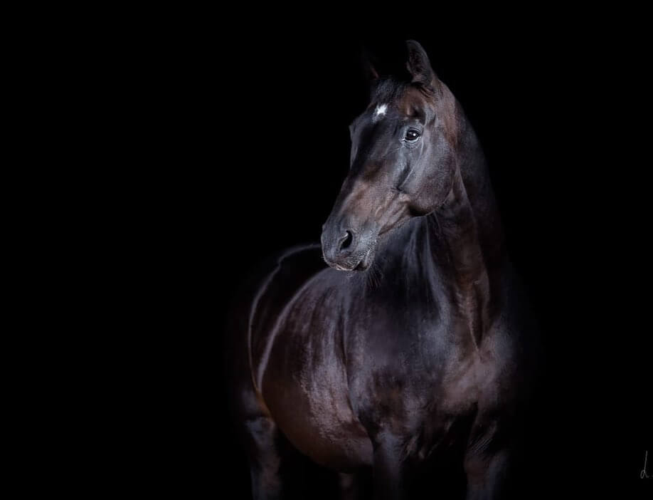 Timo Ameruoso Rueckmeldung Alex Pasquet