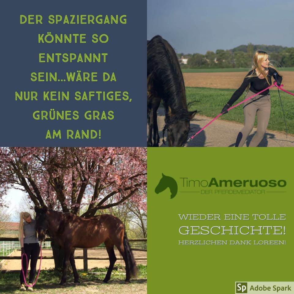 Timo Ameruoso Rueckmeldung Bailey