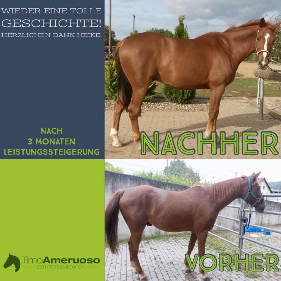 Timo Ameruoso Rueckmeldung Heike