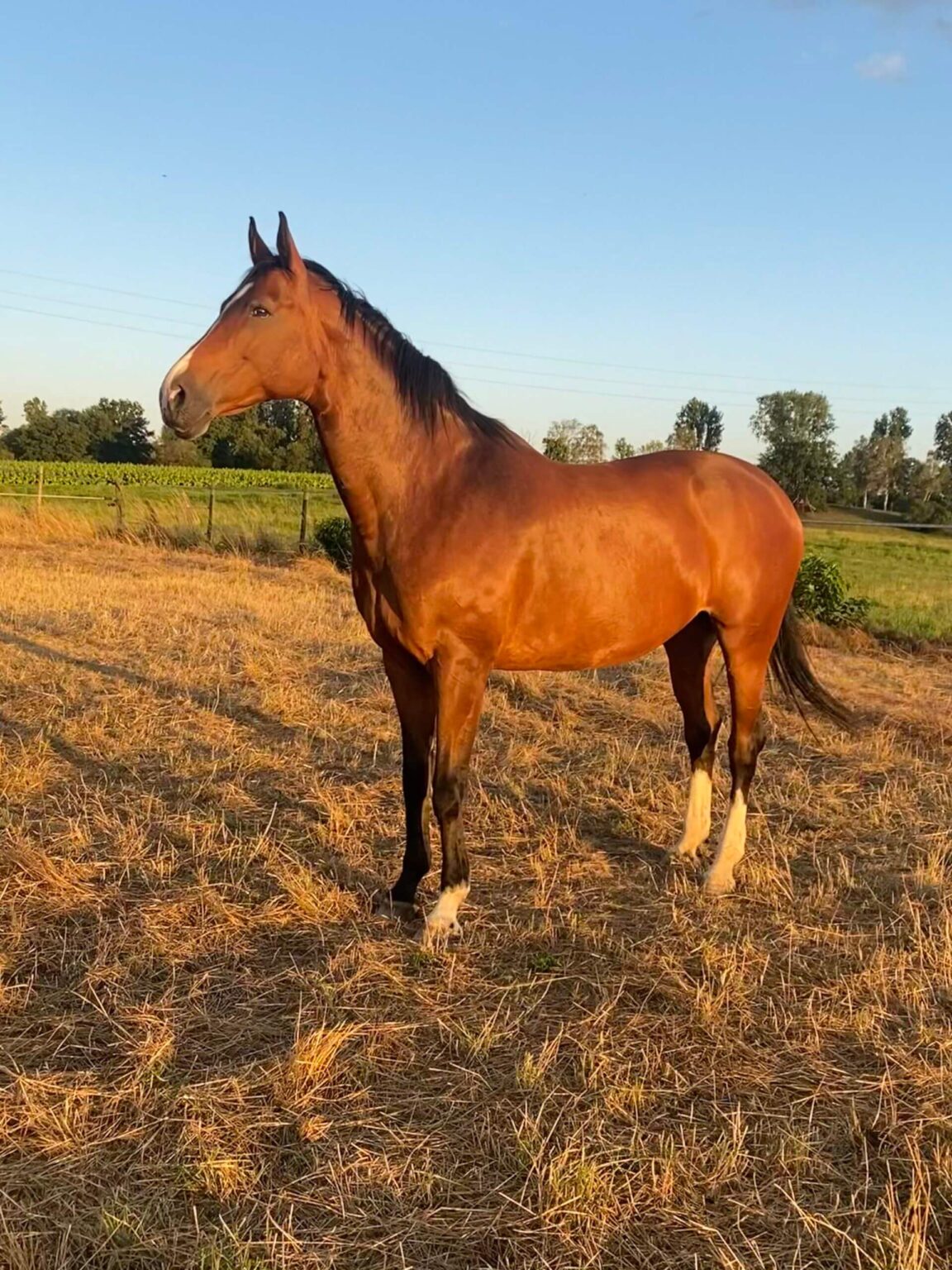 Timo Ameruoso Rueckmeldung Lea Scheitweiler