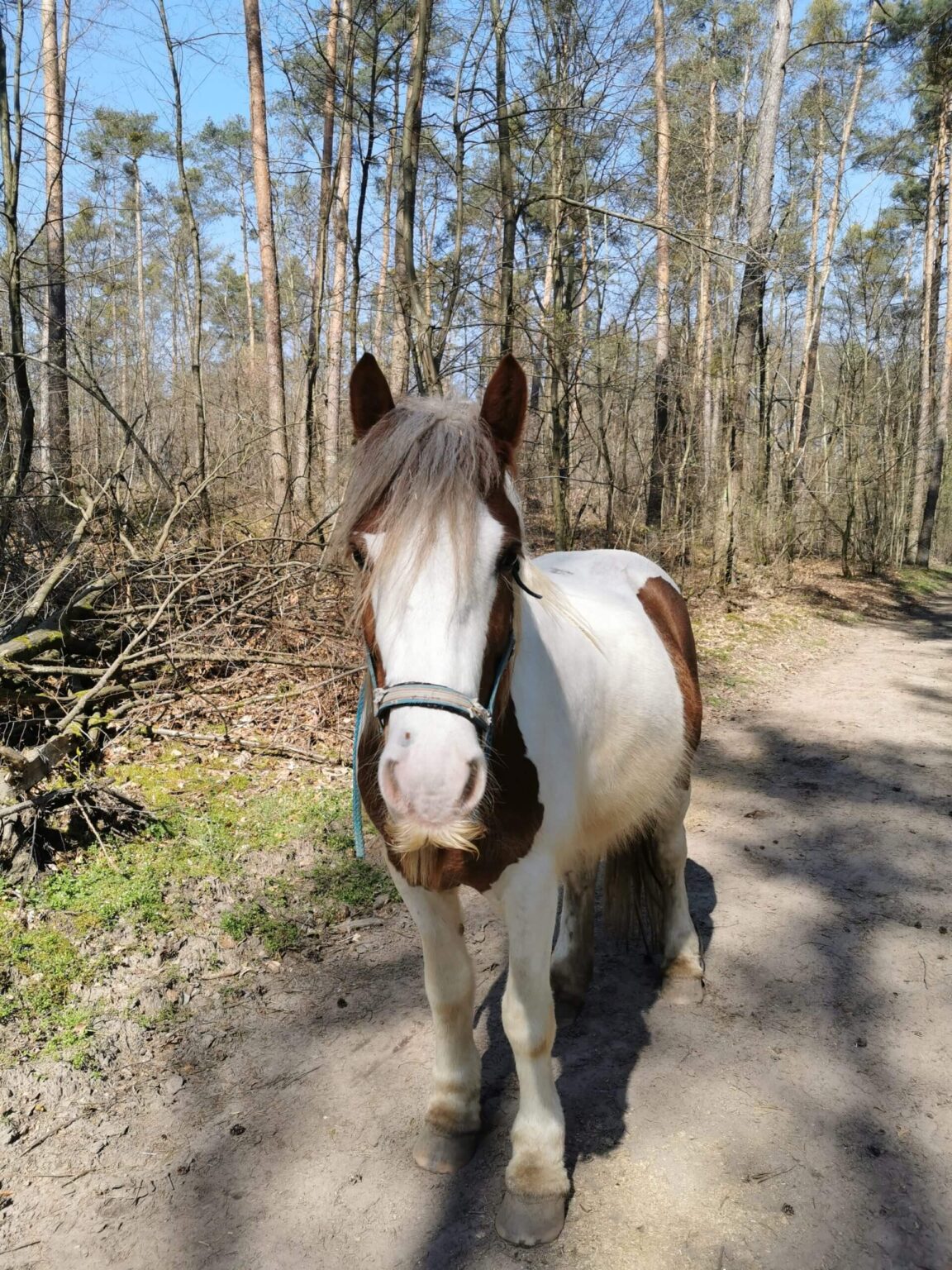 Timo Ameruoso Rueckmeldung Lena Fildebrand