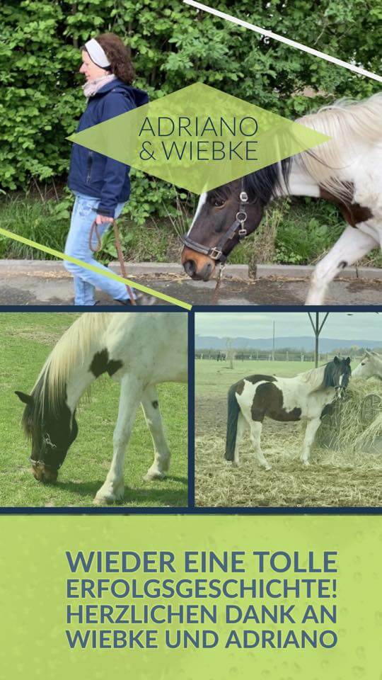 Timo Ameruoso Rueckmeldung Wiebke