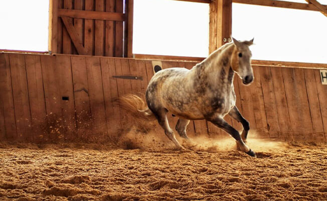 Timo Ameruoso Training Problempferd Intervalltraining
